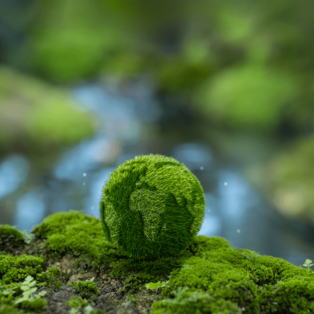 capstone-image_daniel